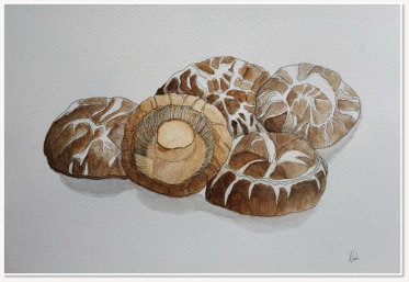 Nak Blaanwendraad. Mushroom. Watercolouir on paper.