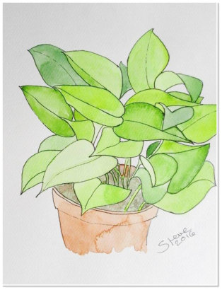 Steve Hirst. Plants. Watercolour on paper.