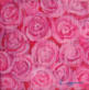 Roses R4 2009 Acxrylic on canvas 15 x 15 cm